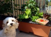 Urban Farming: My Introduction to Earthbox Apartment Gardening